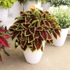Koleus 'Main Street® Alligator Alley' – sadzonka